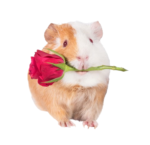 Dont Question how this was made